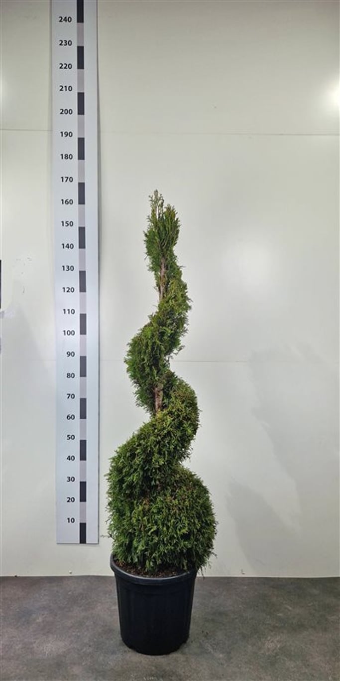 Thuja occ. 'Smaragd' - 120-140 CM Spiral Cont.